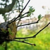 11 Metoda za kalemljenje stabala jabuke